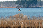 Blackwater National Wildlife Refuge